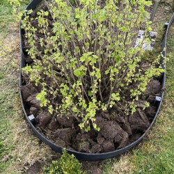 massif avec rouleau bordure de jardin