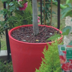 Paillage pouzzolane rouge plante en pot