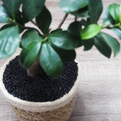 Plante intérieure en pot avec gravier noir